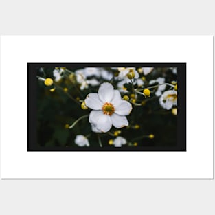 Japanese Anemone Posters and Art